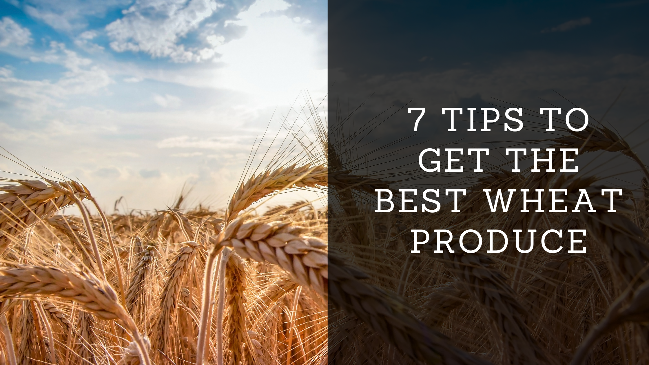 7 Tips to Get the Best Wheat Produce