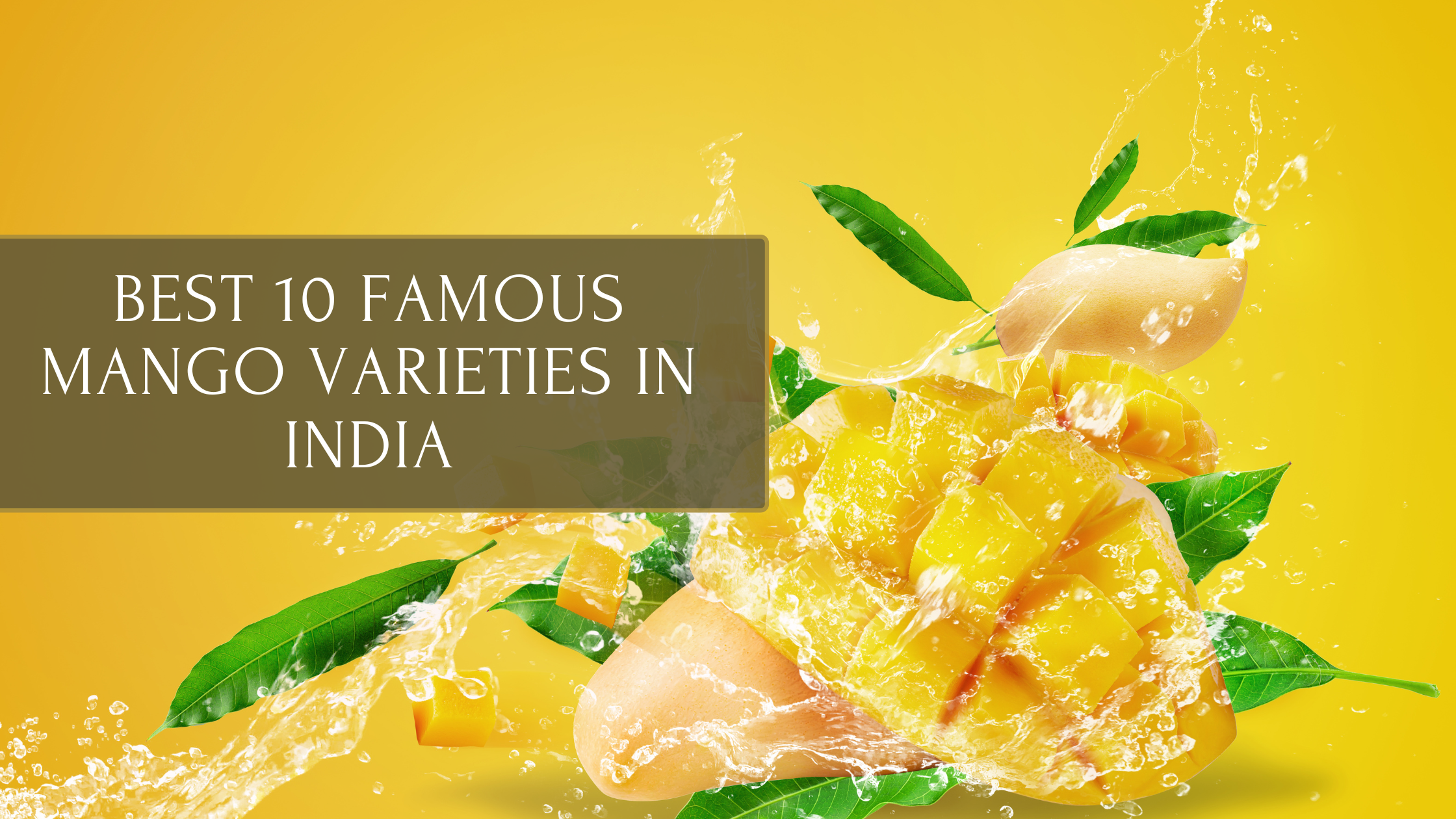 Best 10 Famous Mango Varieties in India