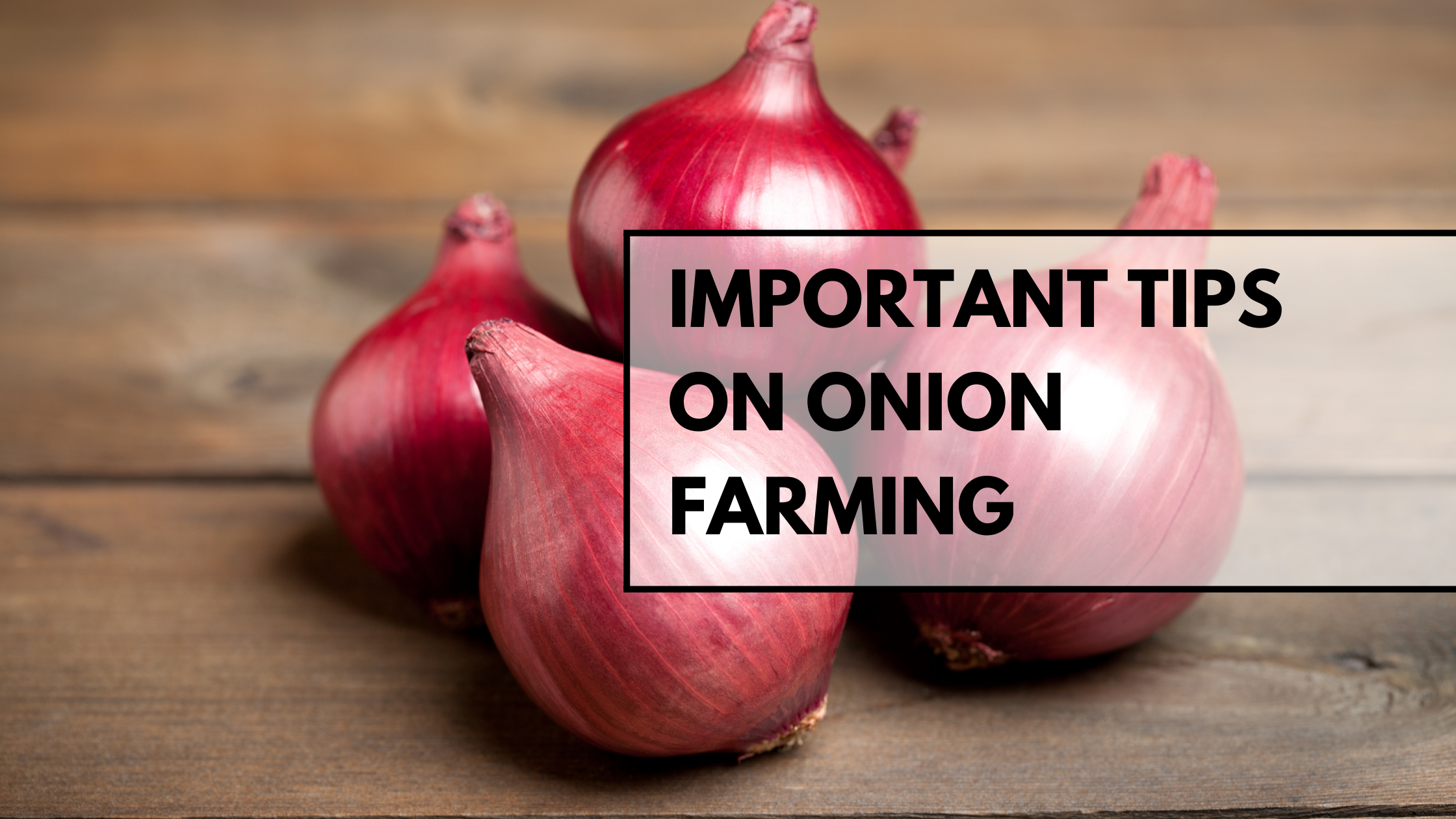 Important Tips On Onion Farming