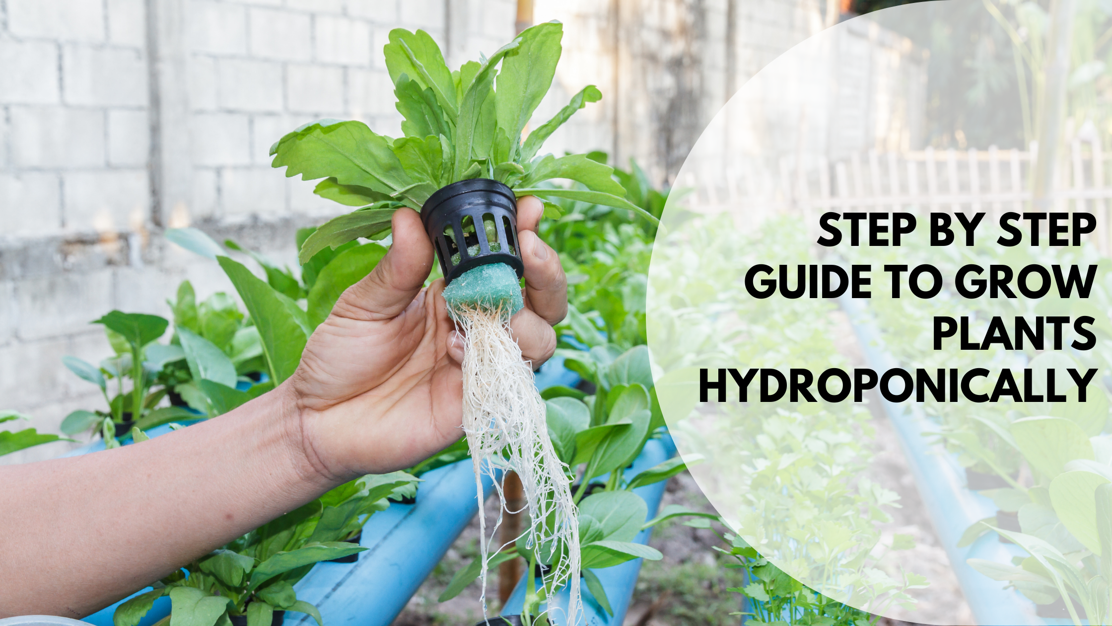 Step by Step Guide To Grow Plants Hydroponically