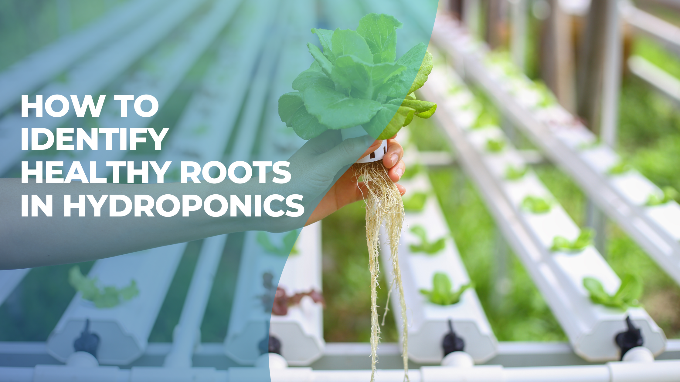 How to Identify Healthy Roots in Hydroponics
