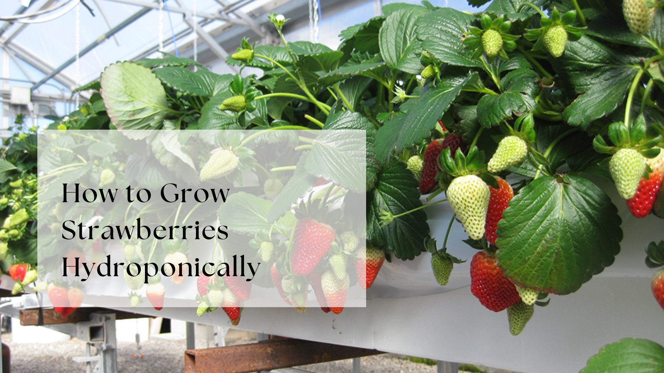 How to Grow Strawberries Hydroponically