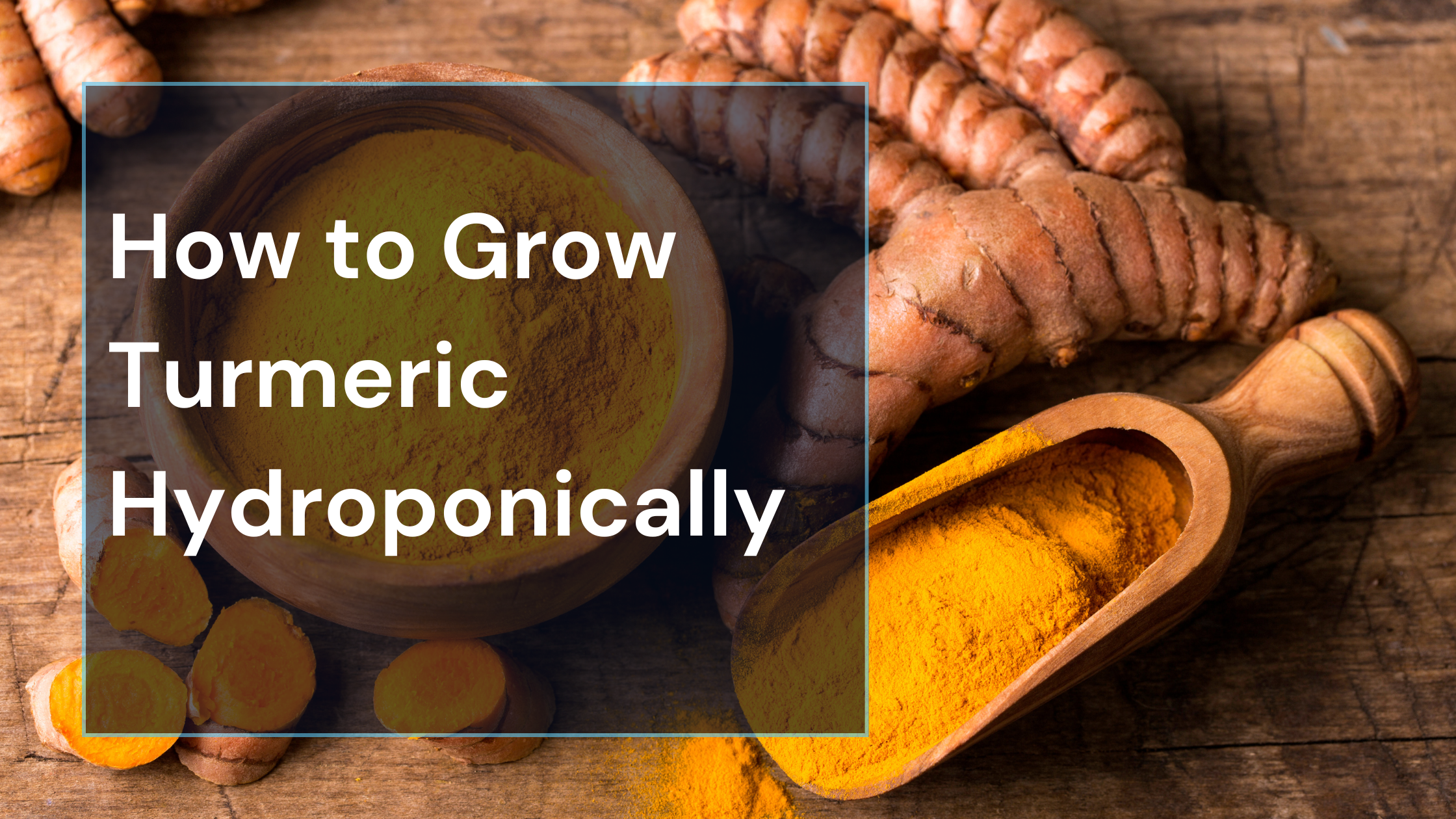 How to Grow Turmeric Hydroponically