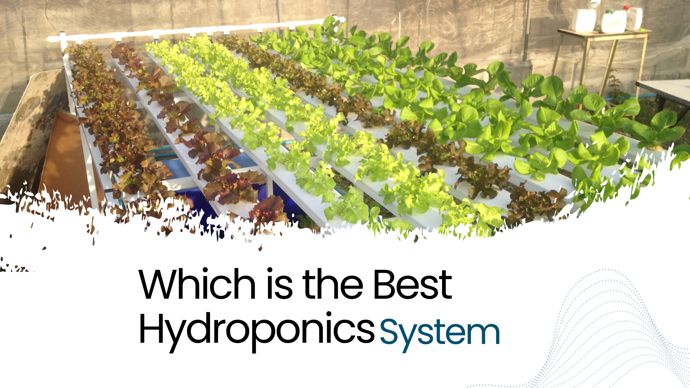 Which is the Best Hydroponics System
