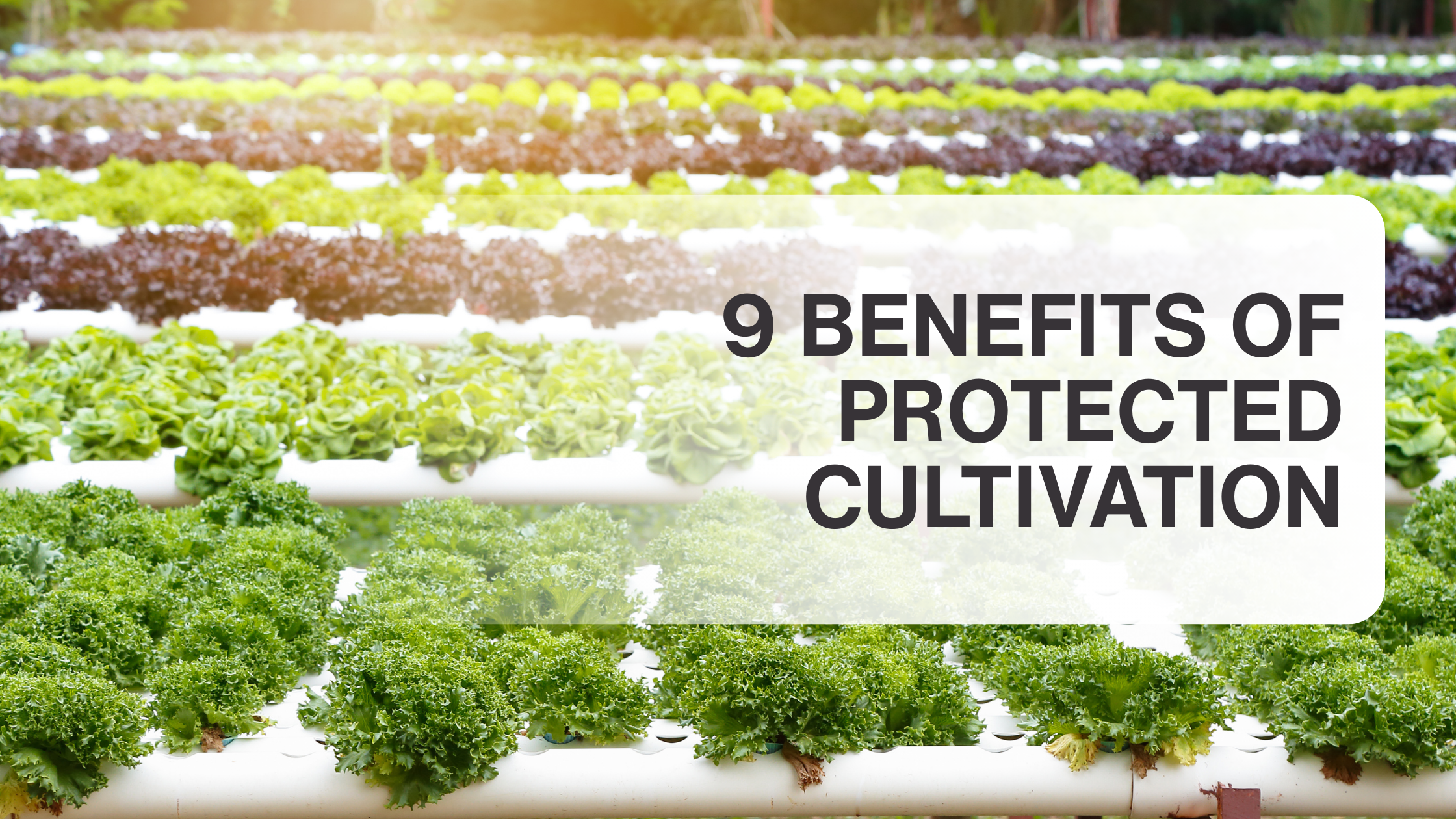 9 Benefits of Protected Cultivation