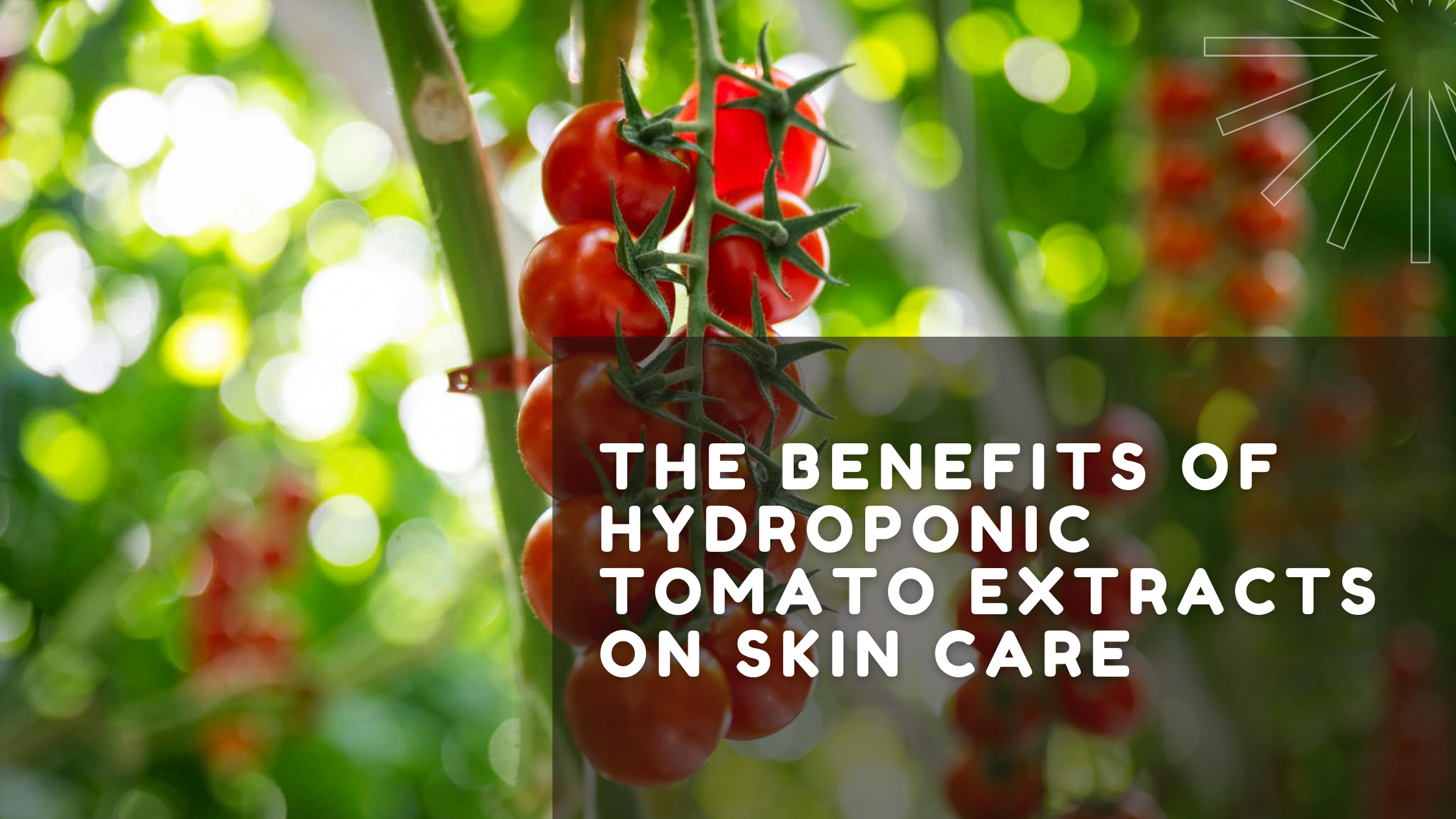 The Benefits Of Hydroponic Tomato Extracts On Skin Care