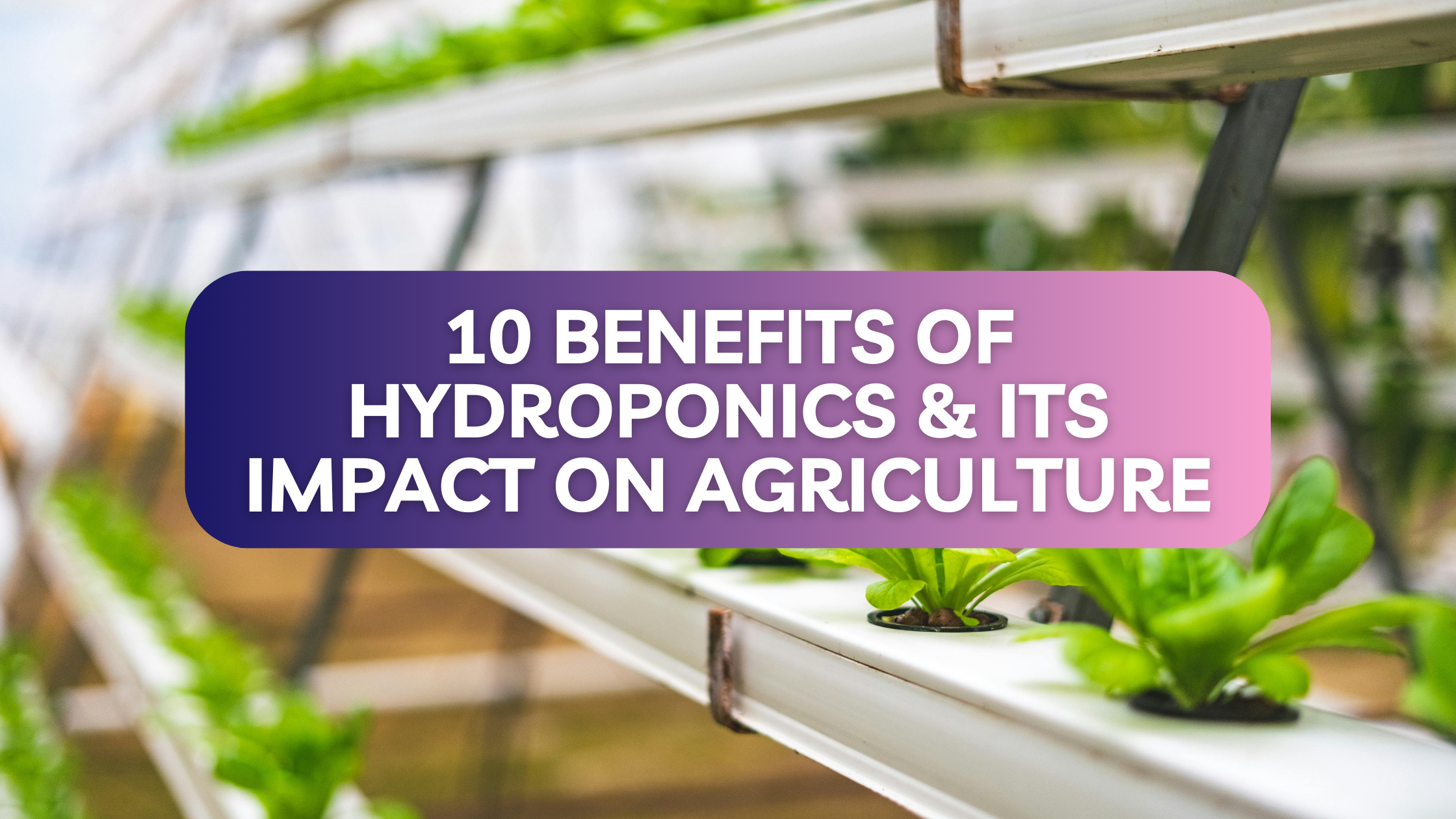 10 Benefits of Hydroponics & Its Impact on Agriculture