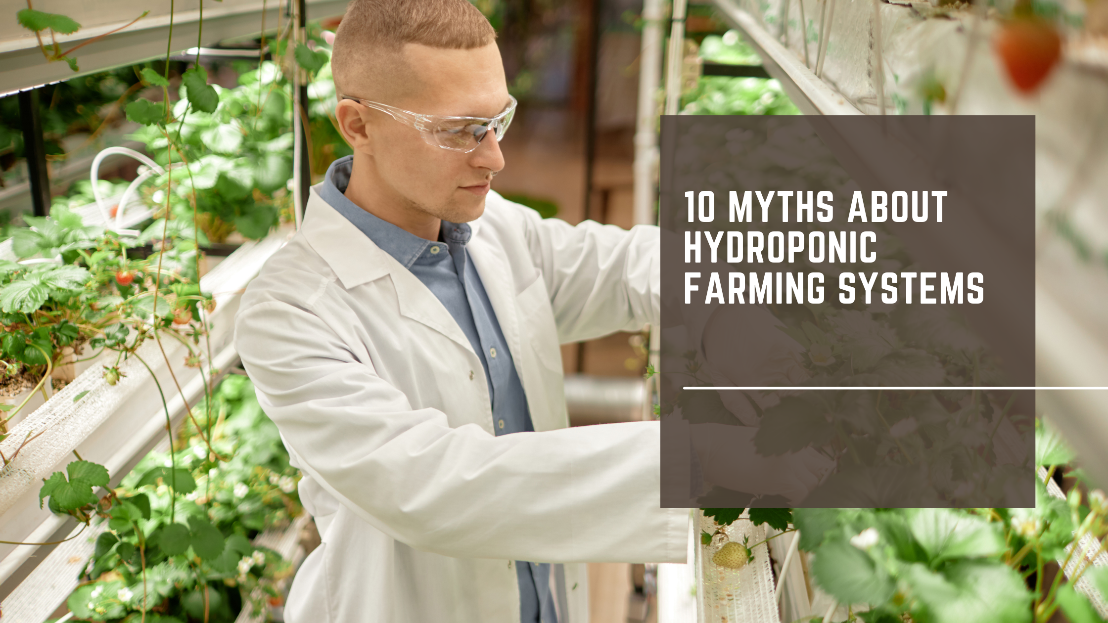 10 Myths About Hydroponic Farming Systems