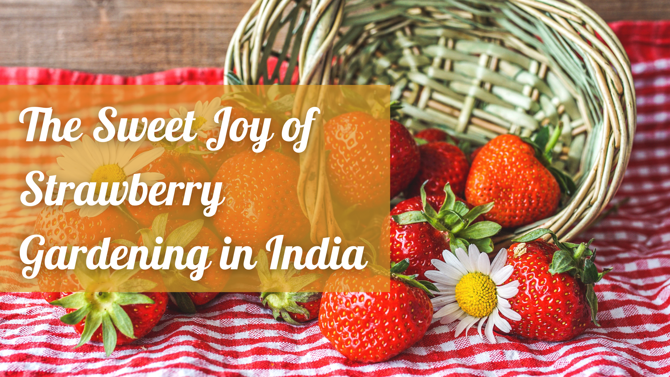 The Sweet Joy of Strawberry Gardening in India