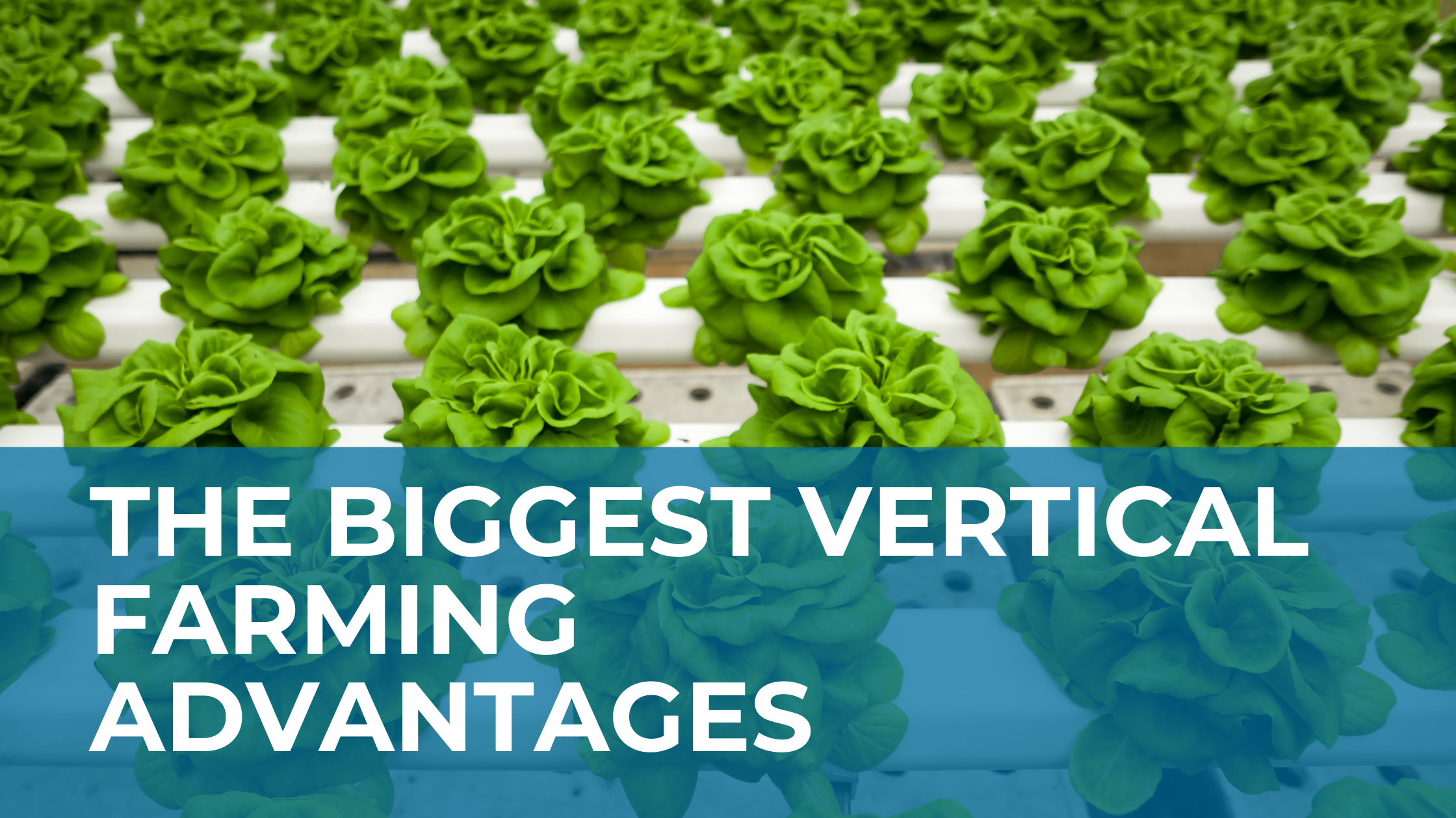 The Biggest Vertical Farming Advantages