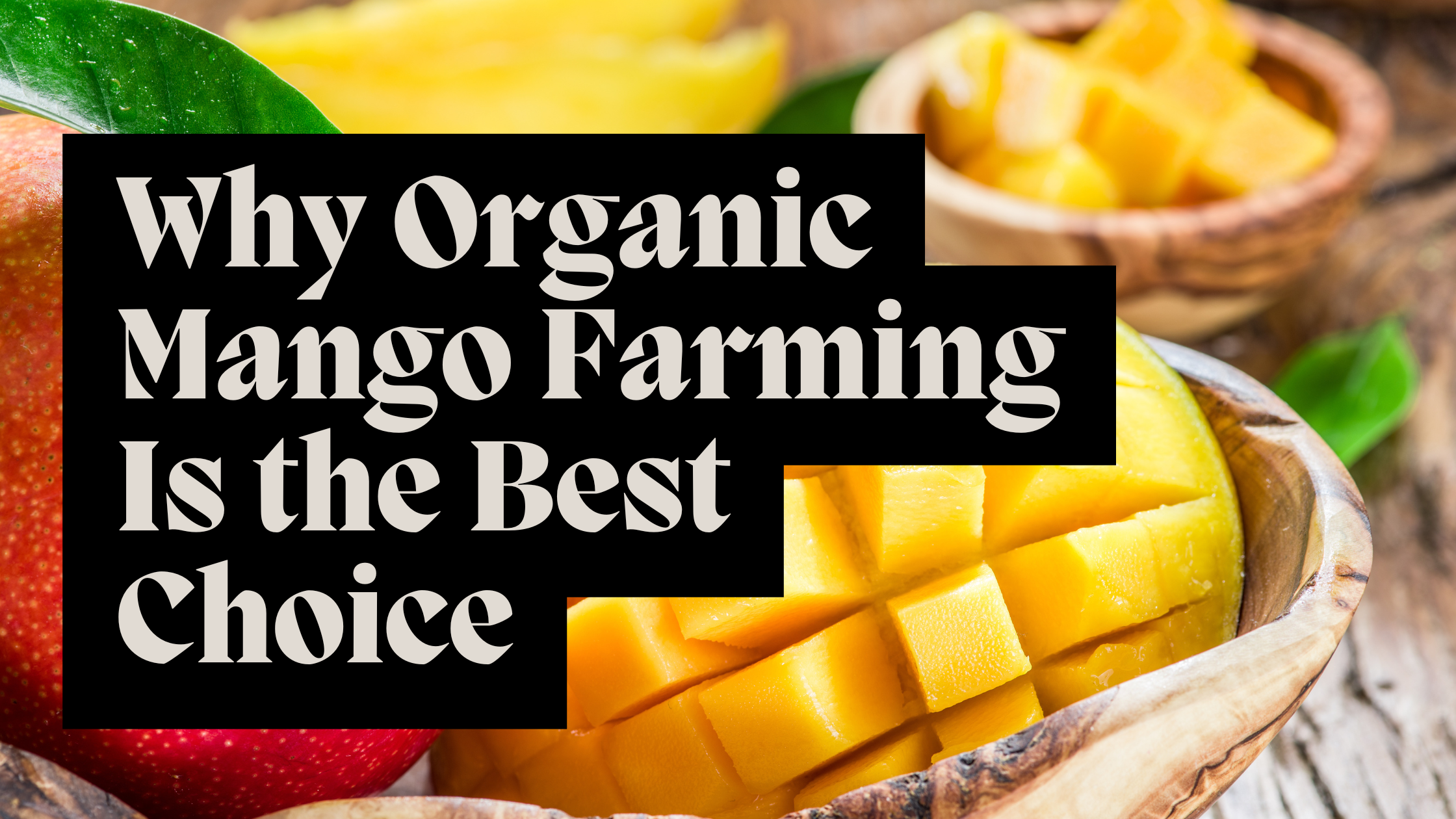 Why Organic Mango Farming Is the Best Choice