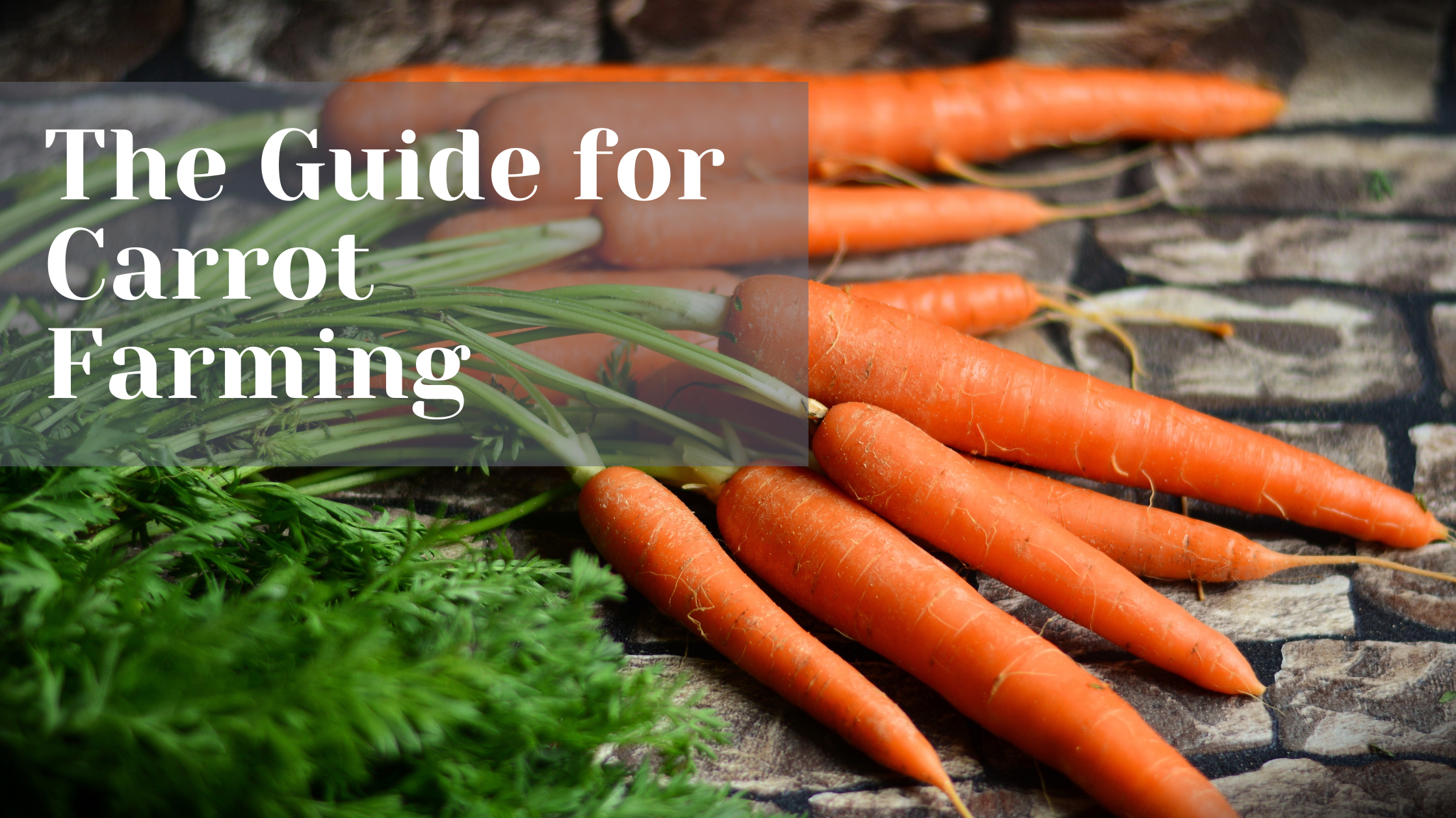 The Guide for Carrot Farming