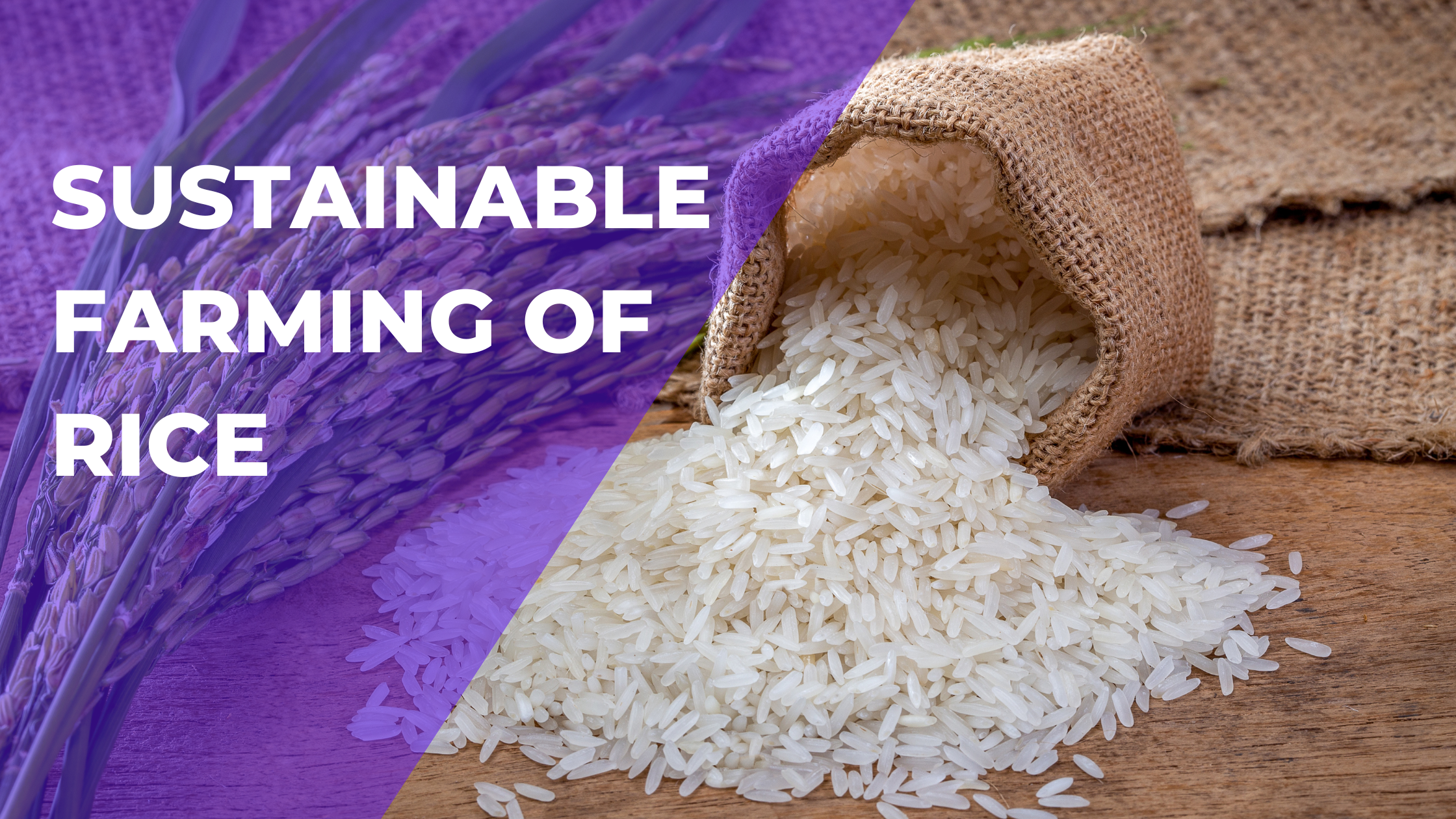 Sustainable Farming of Rice