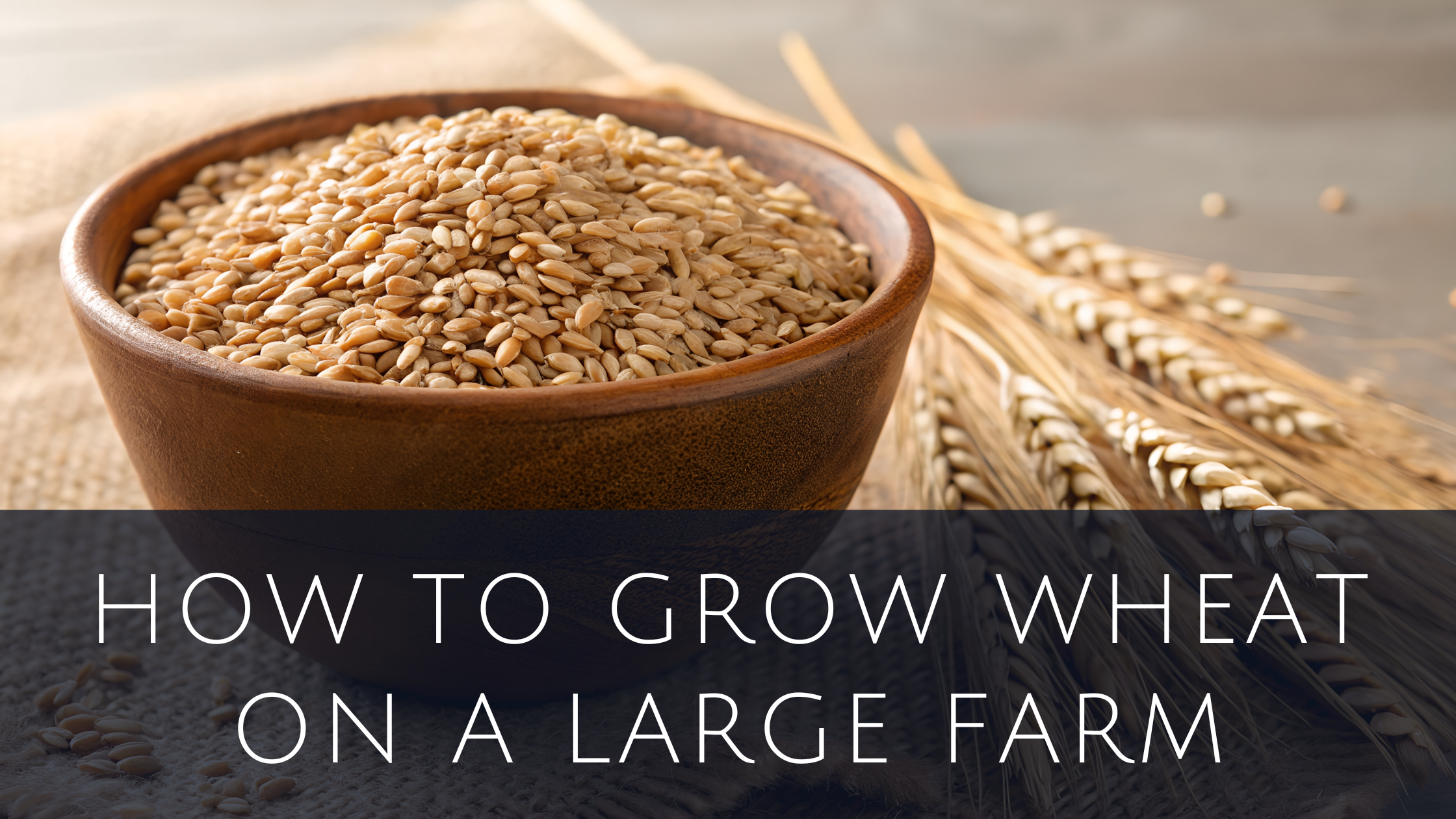 How To Grow Wheat On A Large Farm