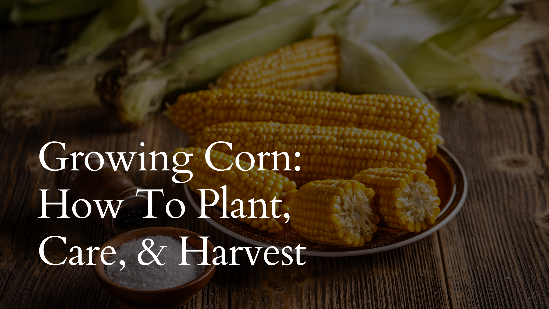 Growing Corn: How To Plant, Care, & Harvest