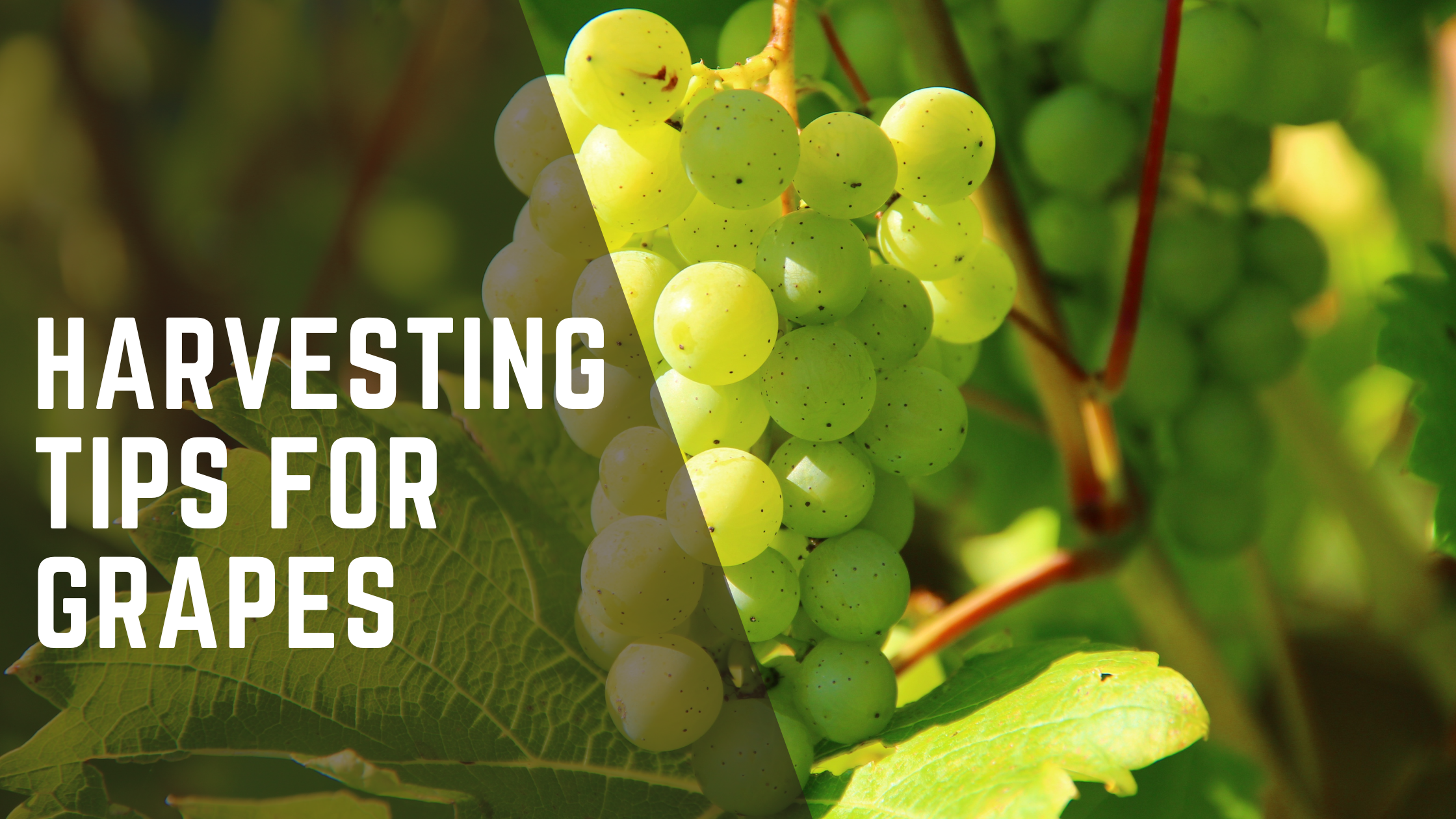 Harvesting Tips For Grapes
