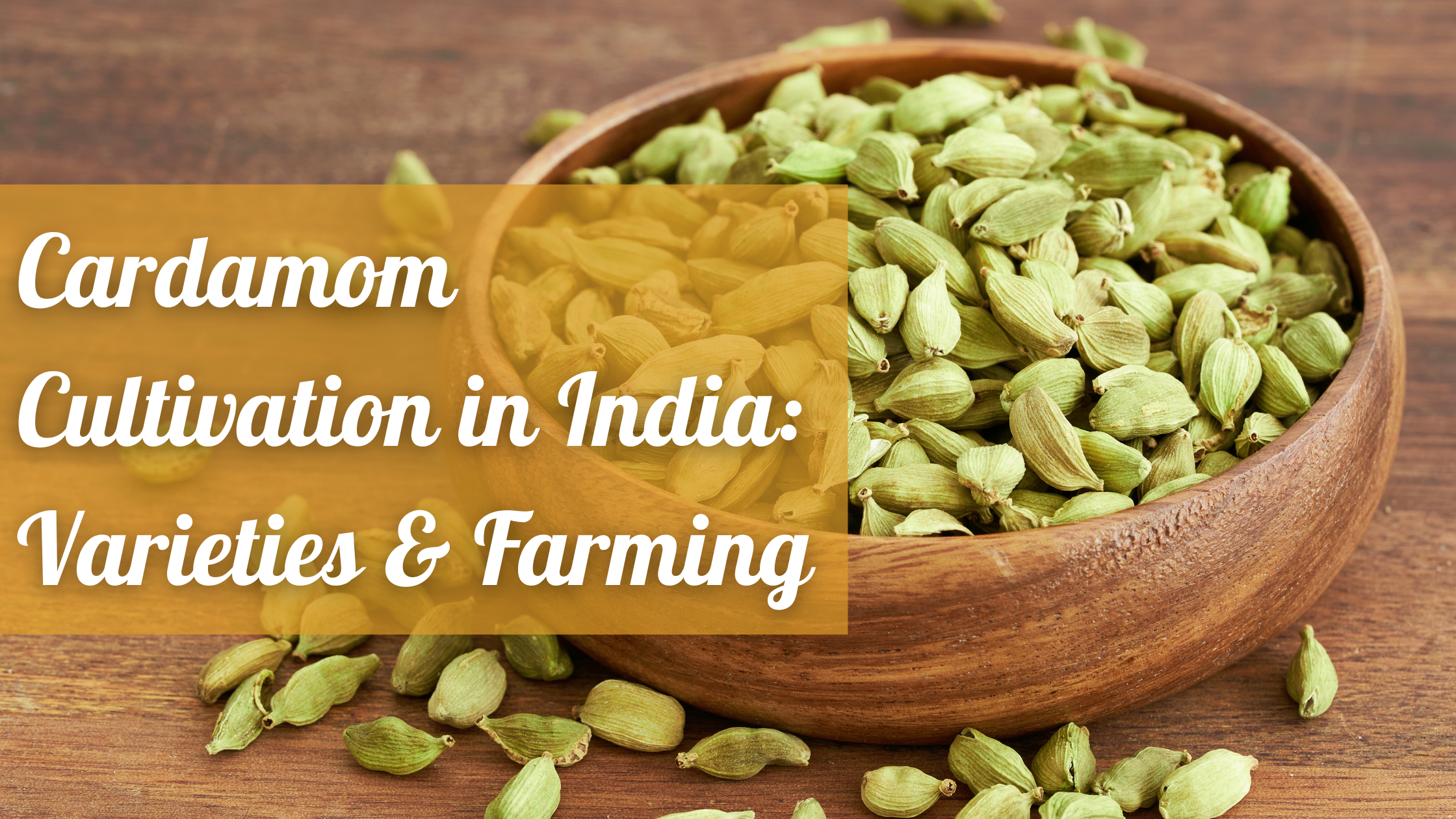 Cardamom Cultivation in India: Varieties & Farming