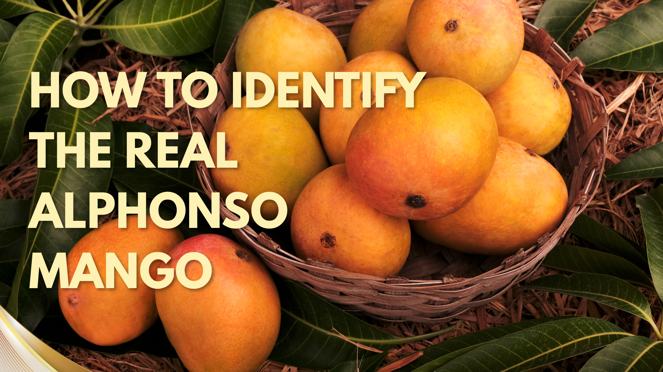 How to Identify the Real Alphonso Mango