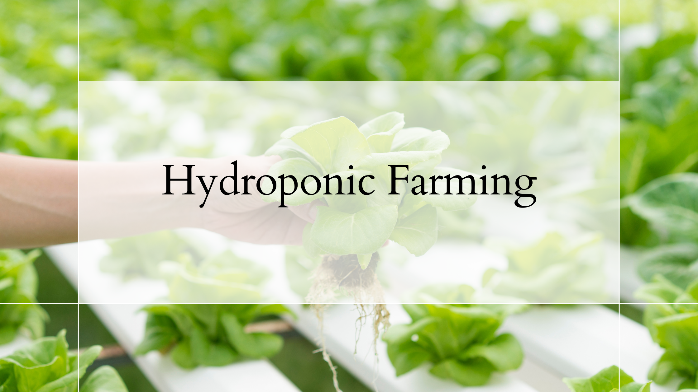 Hydroponic Farming