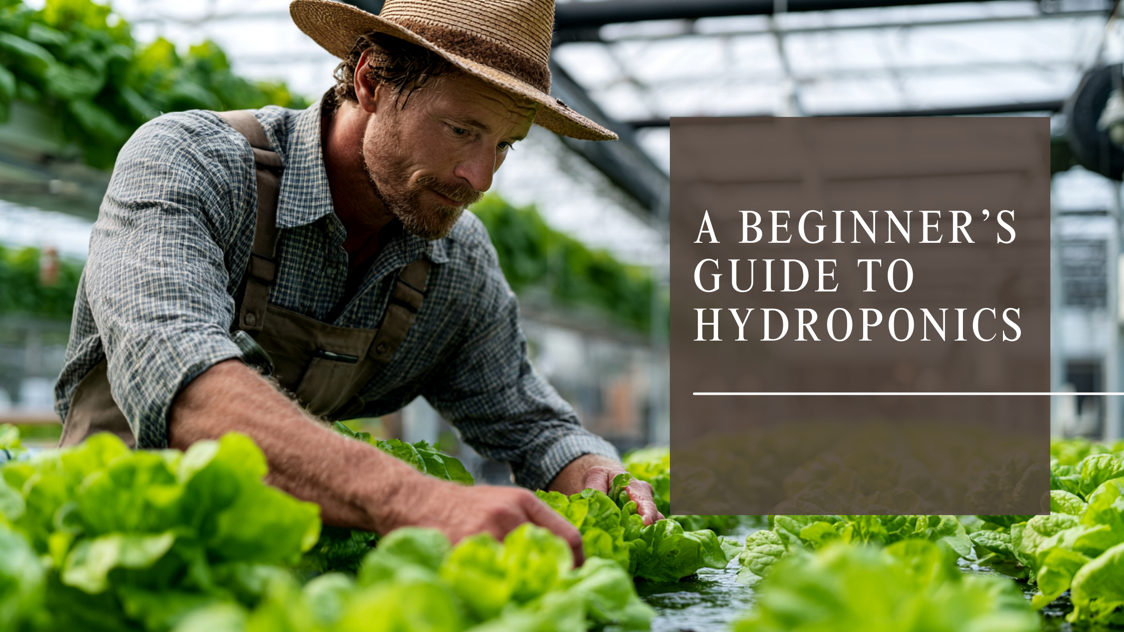 A Beginner’s Guide to Hydroponics
