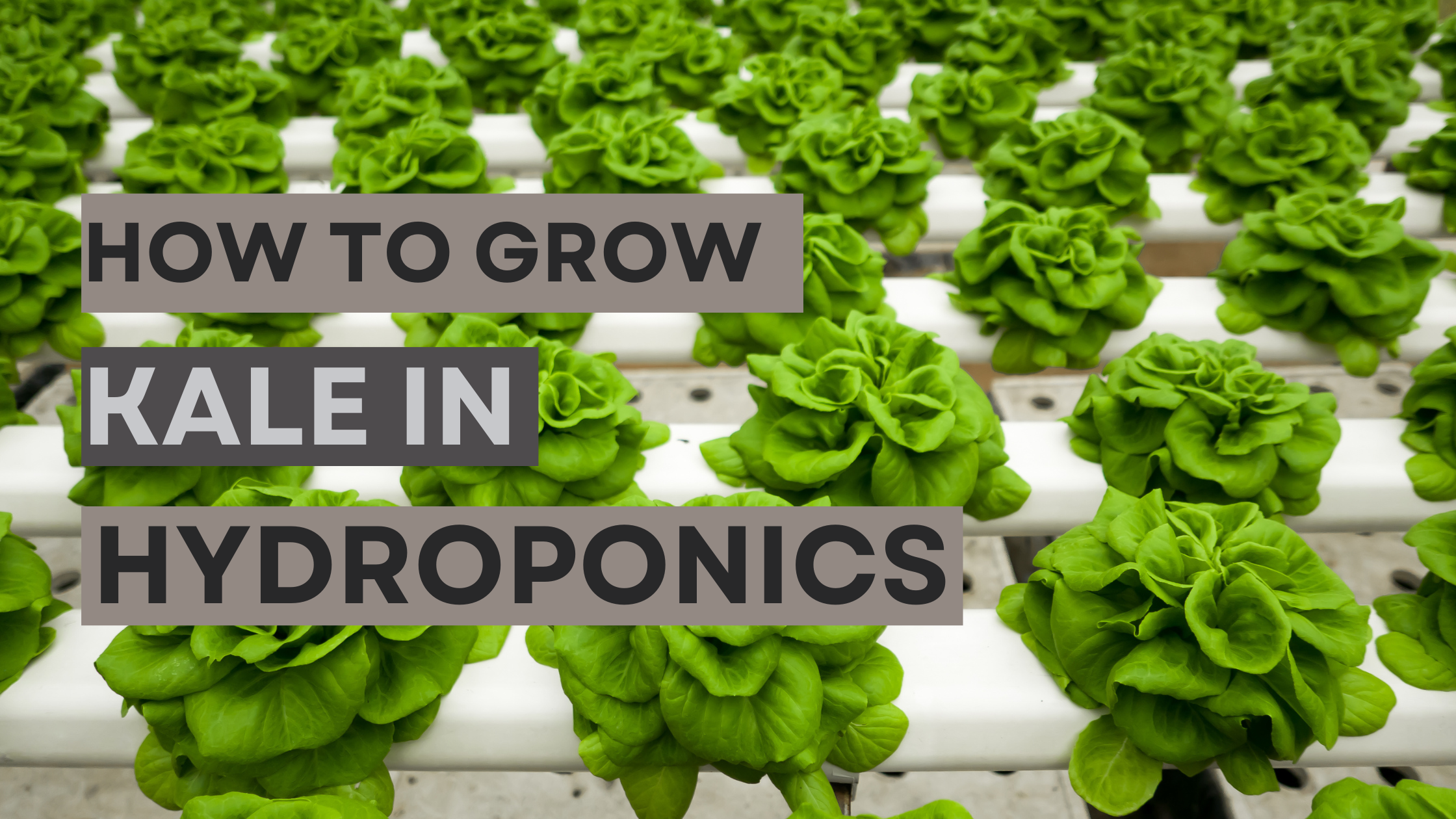 How to Grow Kale in Hydroponics