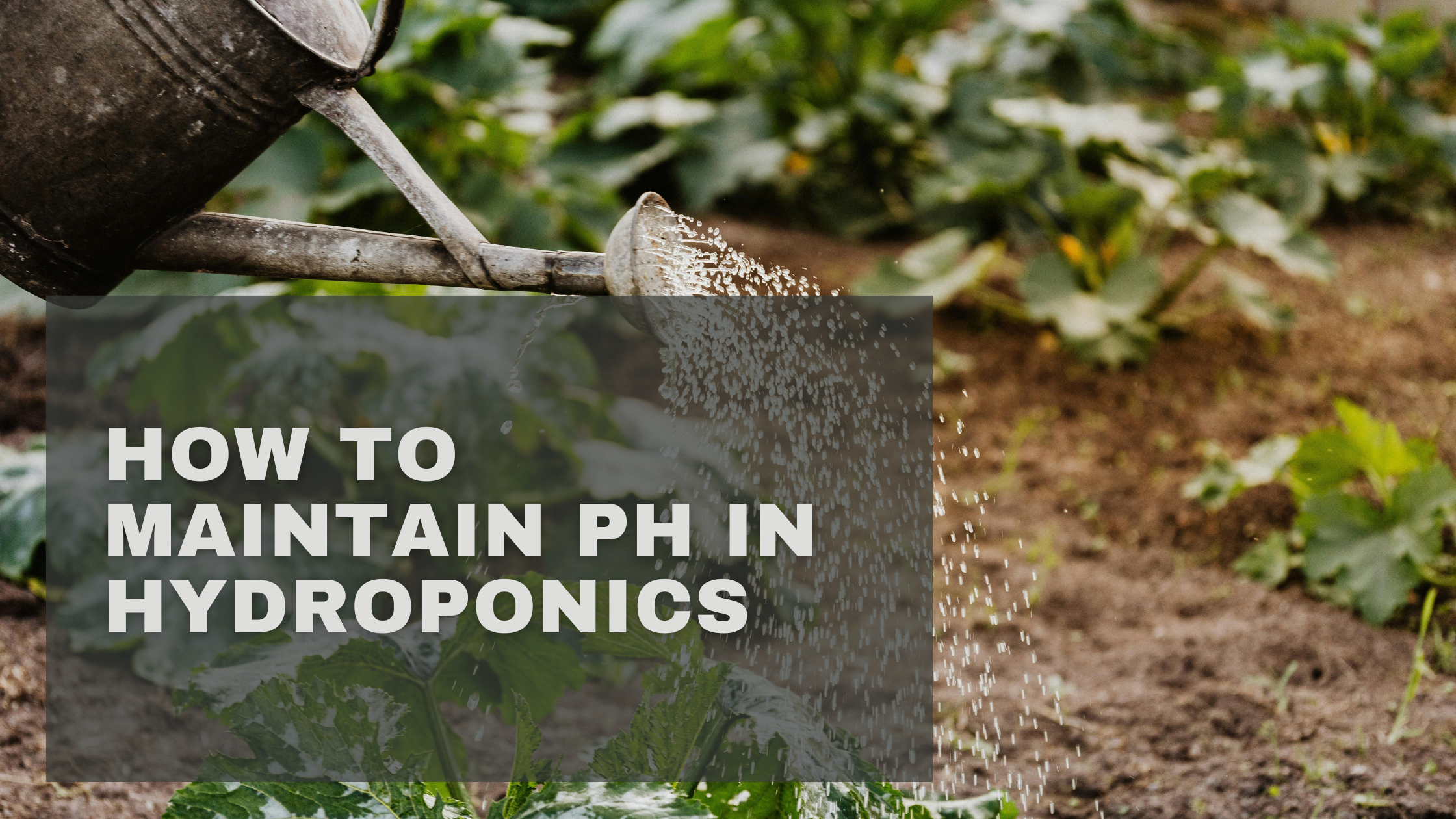 How to Maintain pH in Hydroponics
