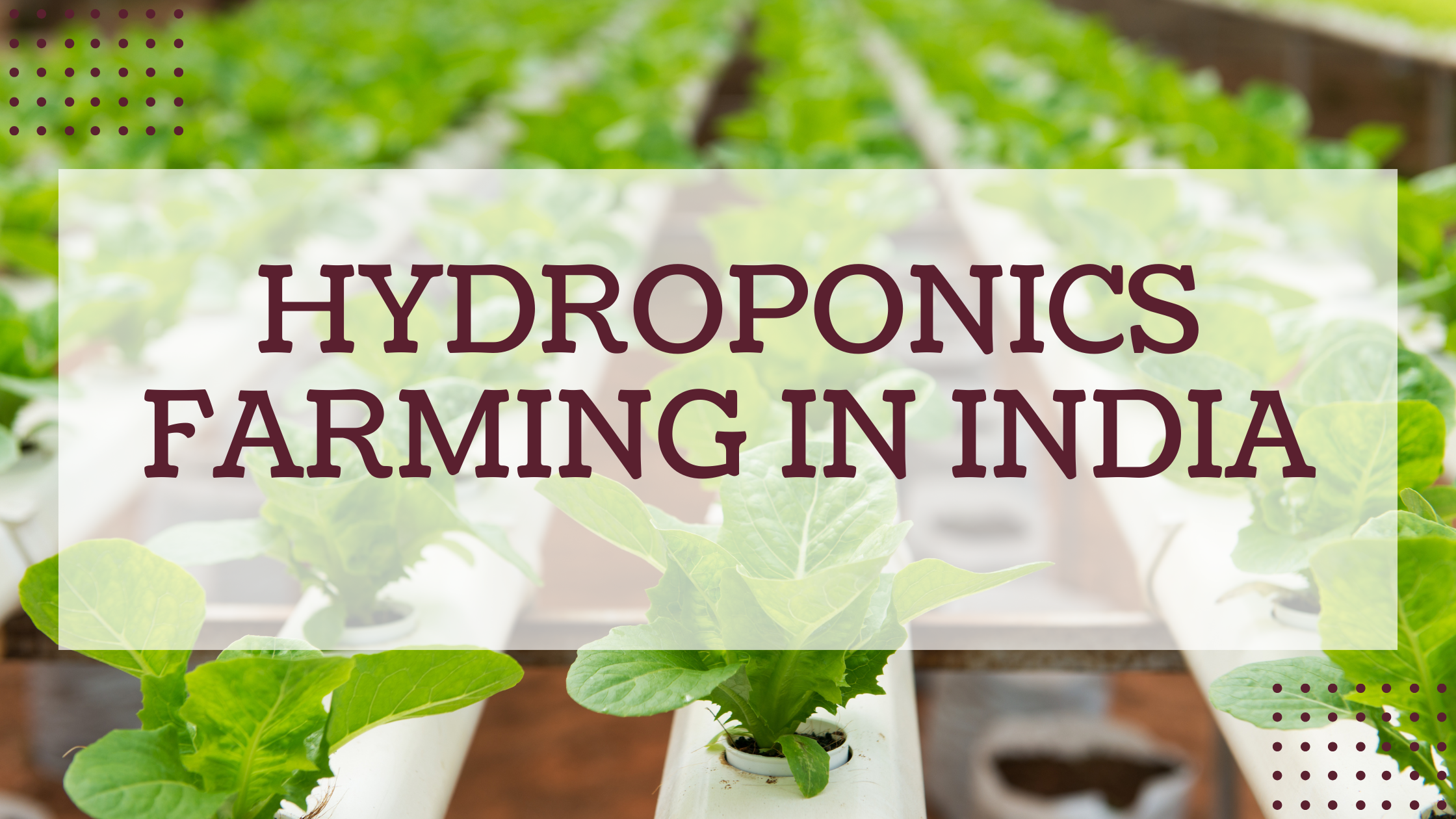Hydroponics Farming in India