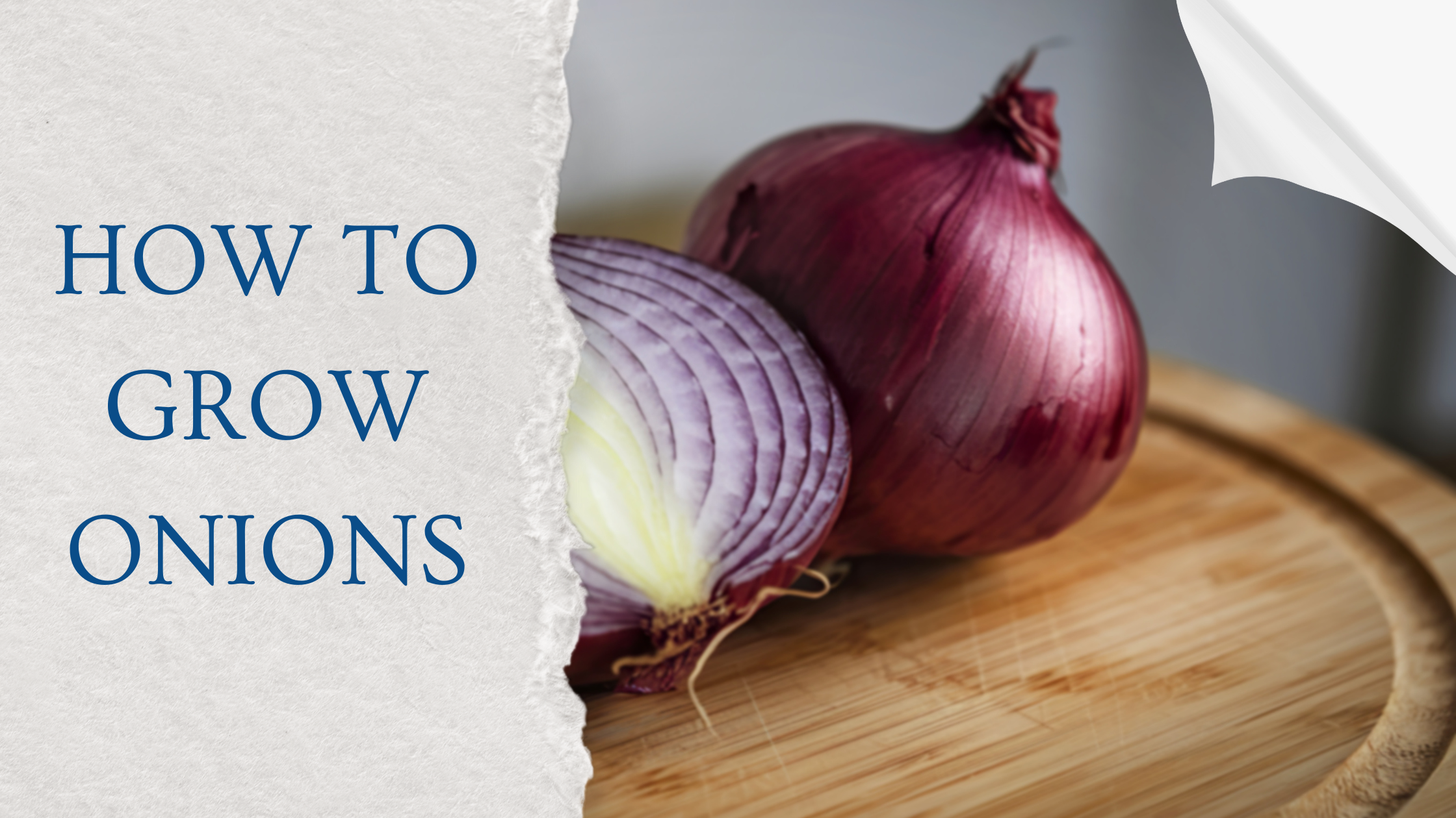 How To Grow Onions