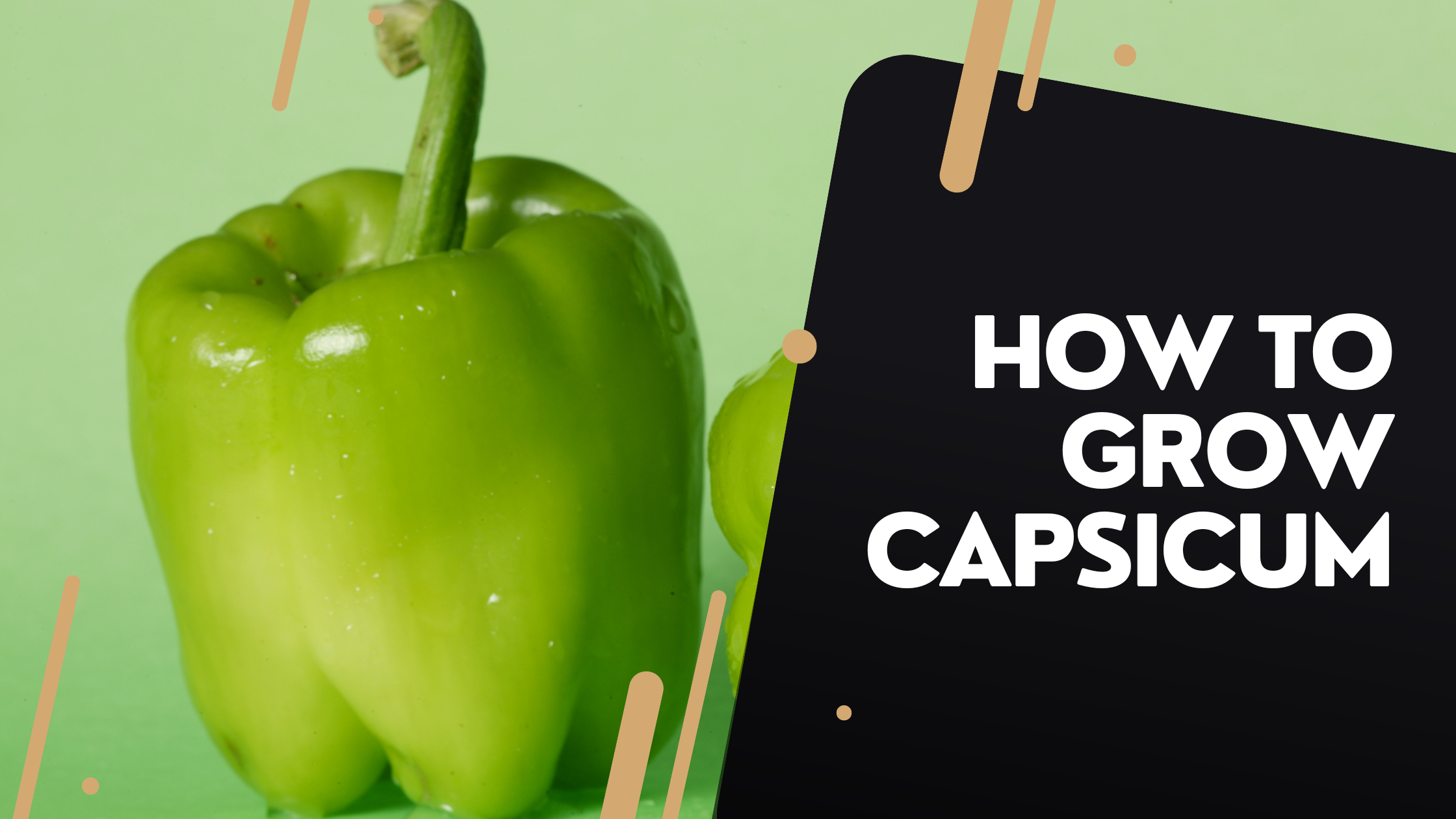 How to Grow Capsicum