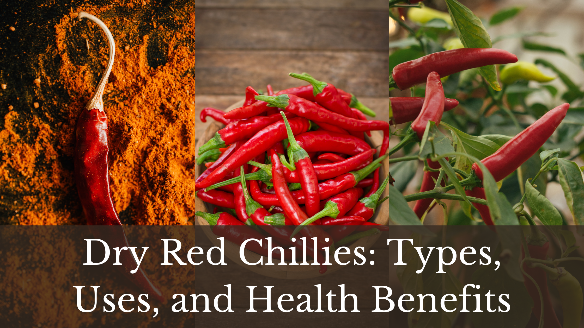 Dry Red Chillies: Types, Uses, and Health Benefits