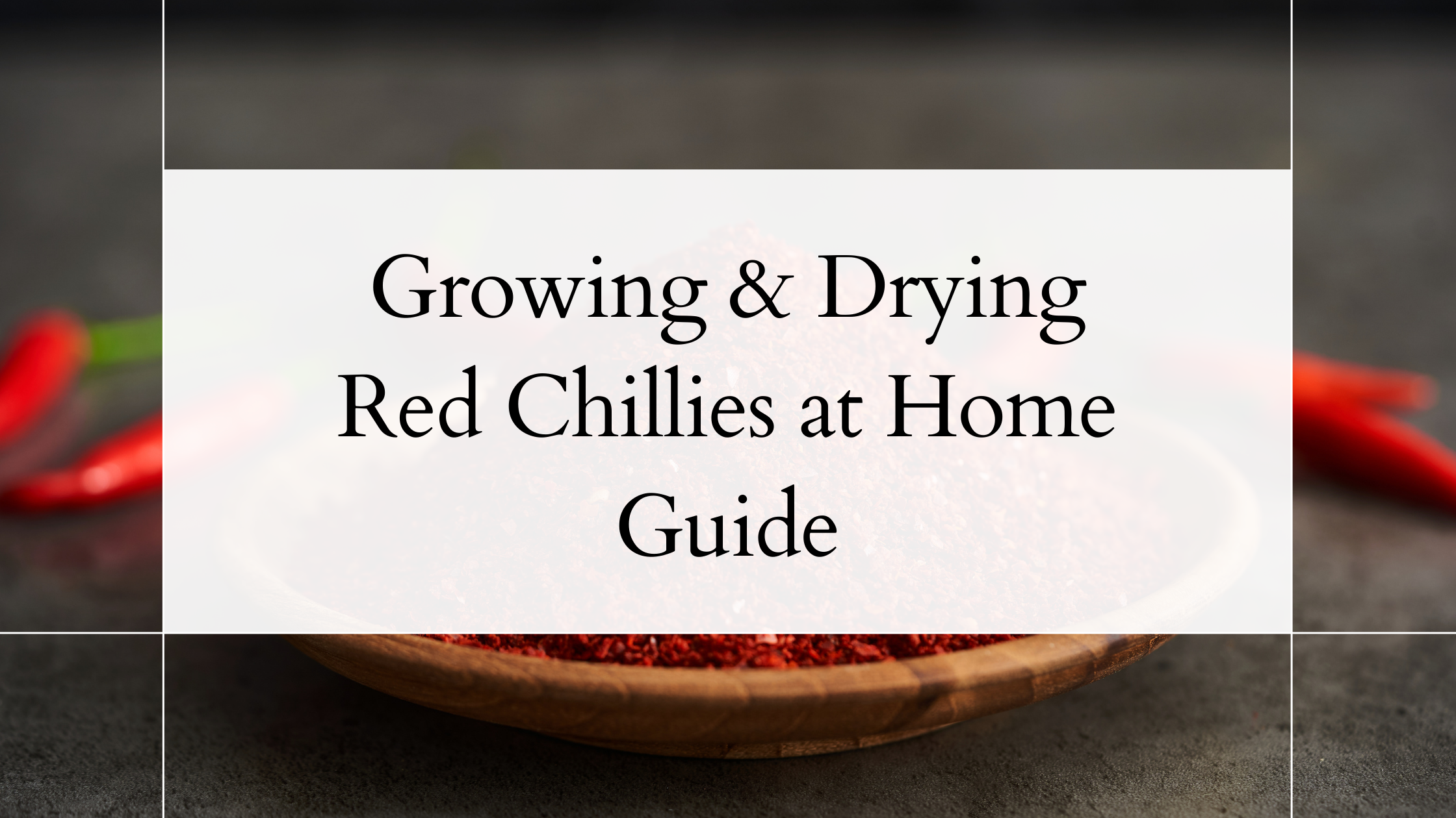 Growing & Drying Red Chillies at Home Guide