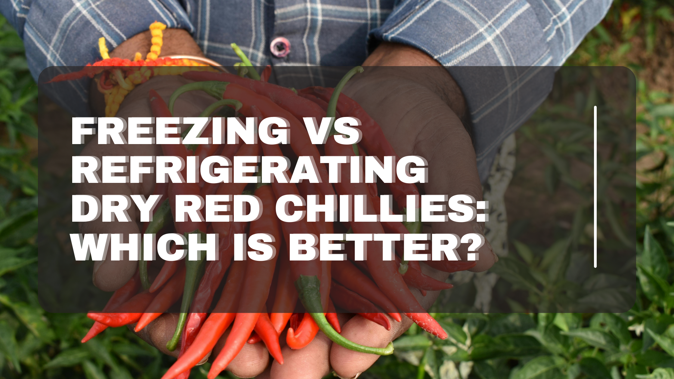 Freezing vs Refrigerating Dry Red Chillies: Which is Better?